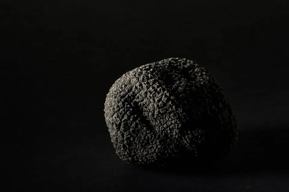 Gazel — branding et packaging truffes du Périgord