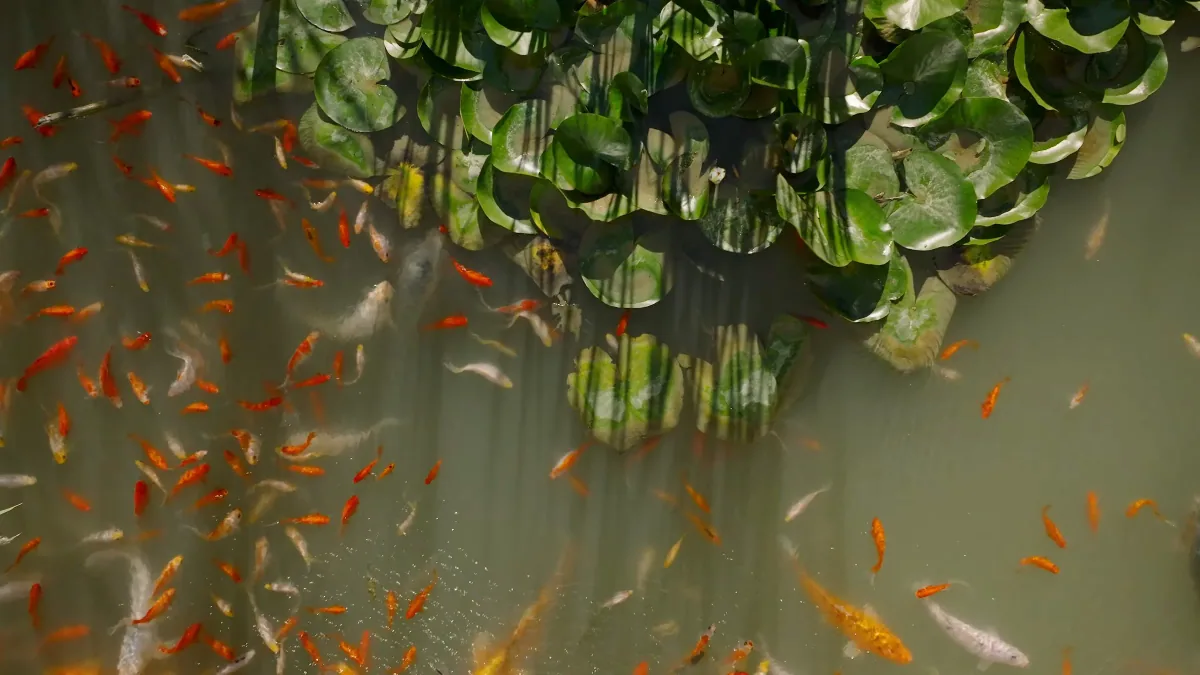 BL Immobilier — film architectural