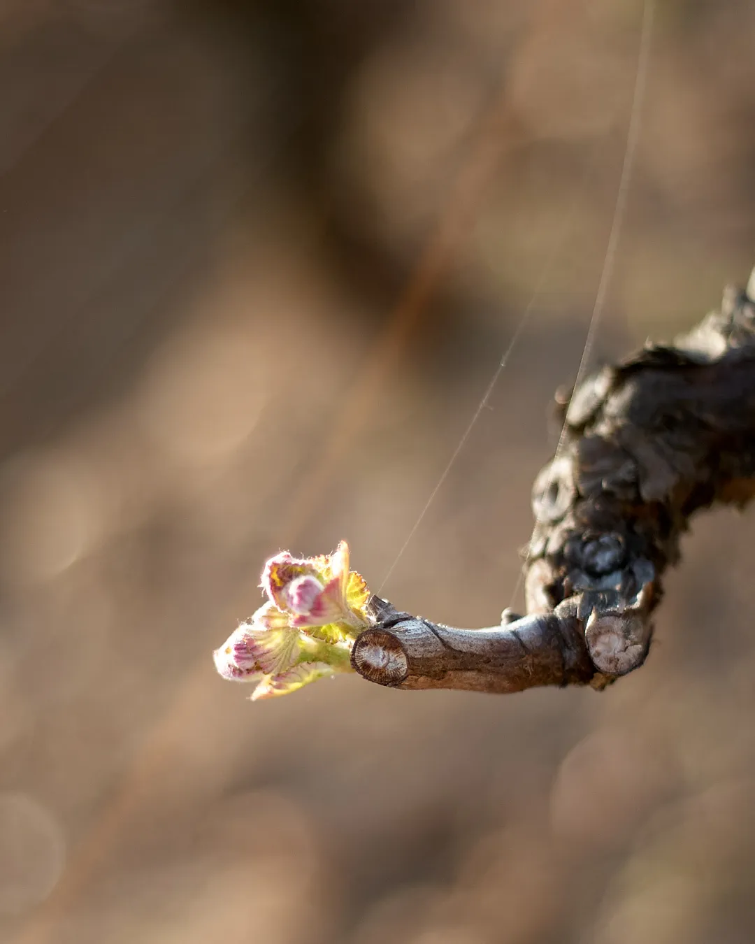 Photographie
