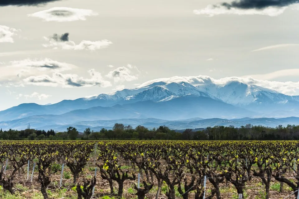 Vignoble panoramique montagne Pyrénées photographie paysage