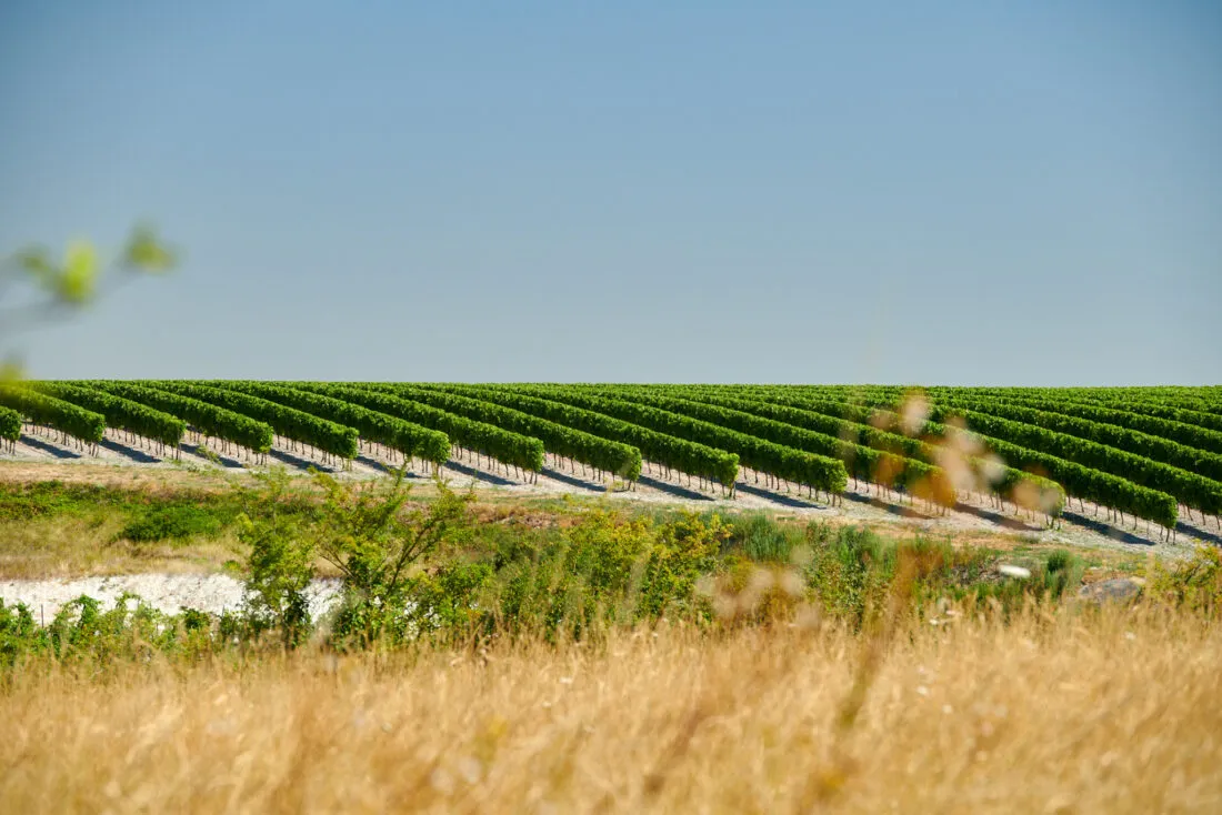 Vignoble panoramique été Charentes photographe